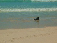 /album/ecuador-destination/iguana-2-jpg/
